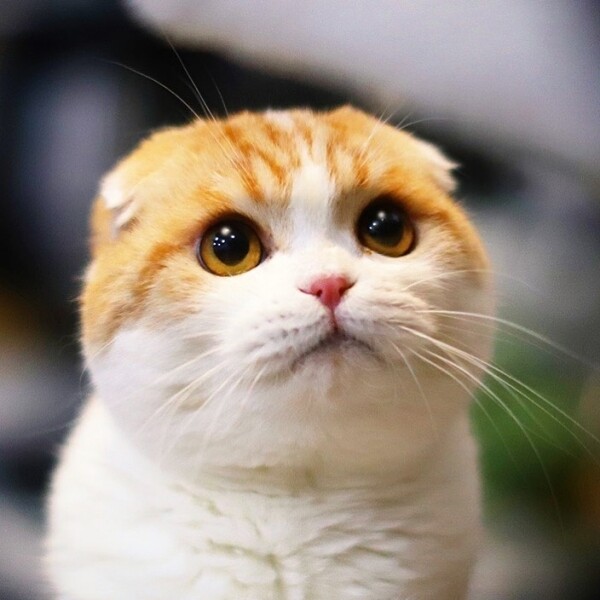 IG Instagram Cat cute 貓 貓咪 可愛 Waffles
