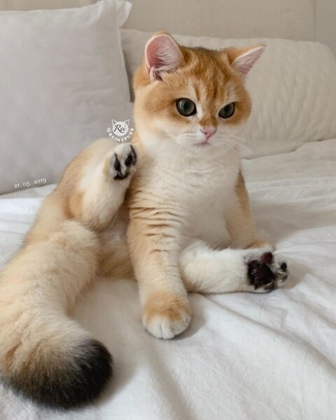 Rei Mercury IG Instagram Cat cute 貓 貓咪 可愛