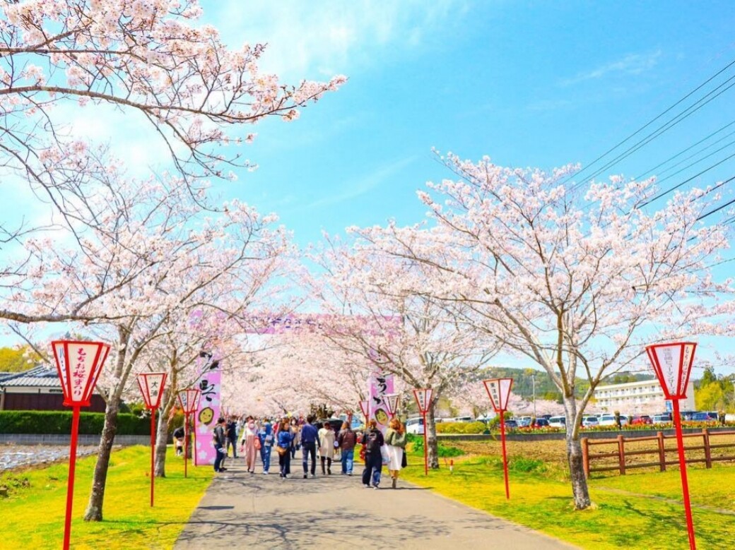 日本九州櫻花攻略2020！福岡舞鶴公園、佐賀御船山樂園等8個推介景點
