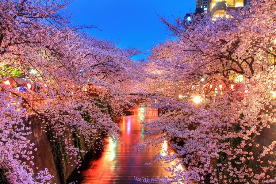 東京知名的賞櫻景點還有目黑川