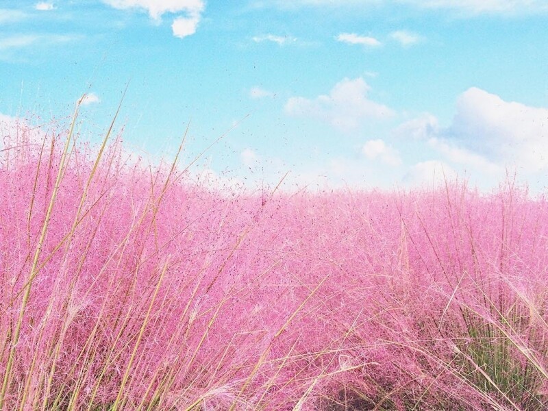 韓國-楊州粉紅色芒草海 Travel pink places 粉紅色 打卡 景點