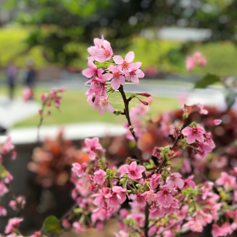 將軍澳的單車館公園種植了種植了11棵櫻花，分別是9棵台灣品種的緋