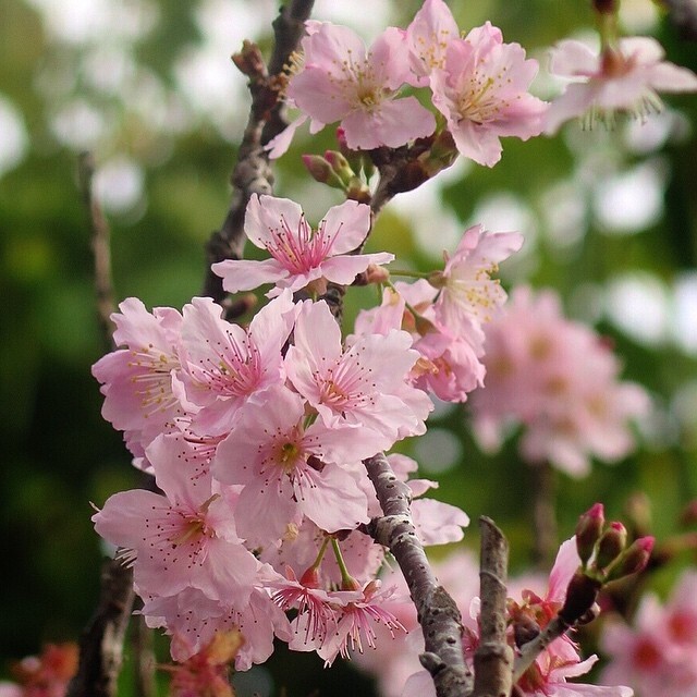 原來太古城的不遠附近已經可以欣賞到櫻花！鰂魚涌公園內生長著全香
