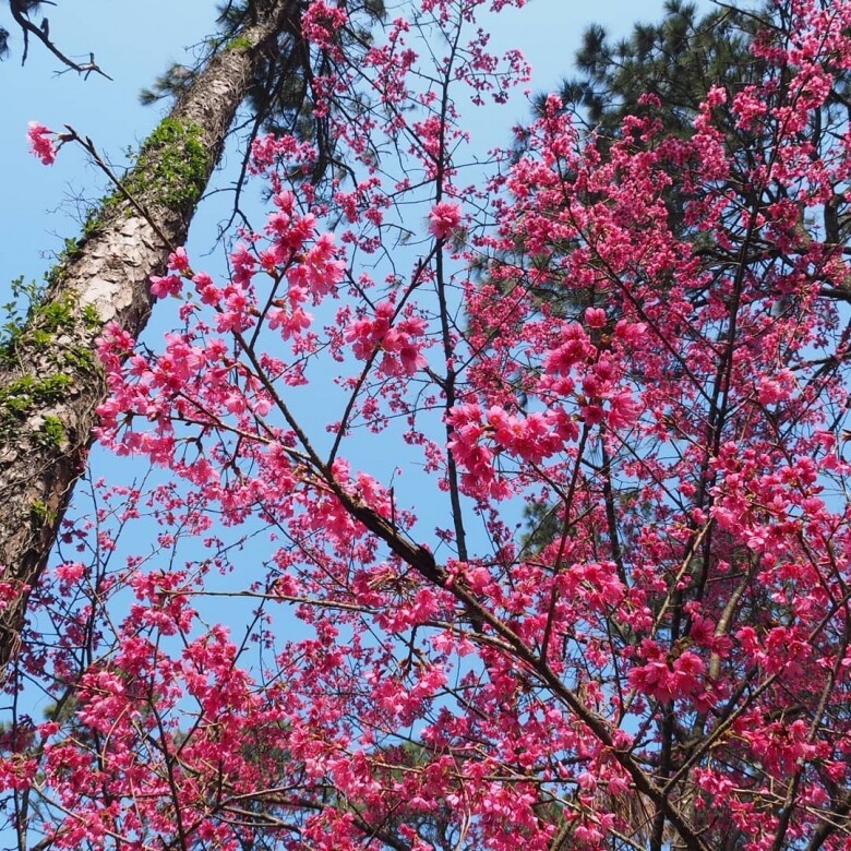 在嘉道理農場胡挺生先生紀念亭旁種有數十株台灣山櫻花樹。 除了櫻花