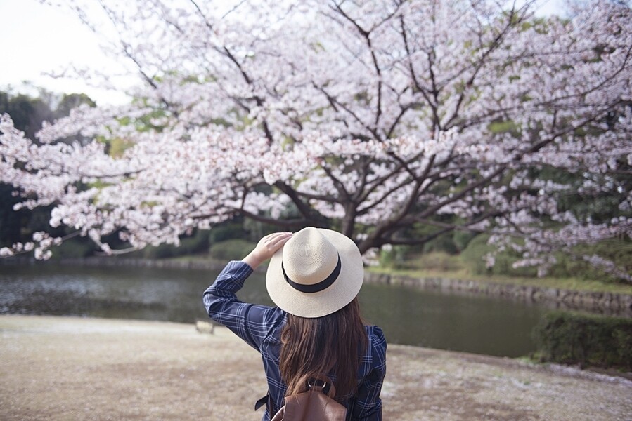 而日本氣象株式會社估計不少遊人在周末有更多時間出動賞櫻