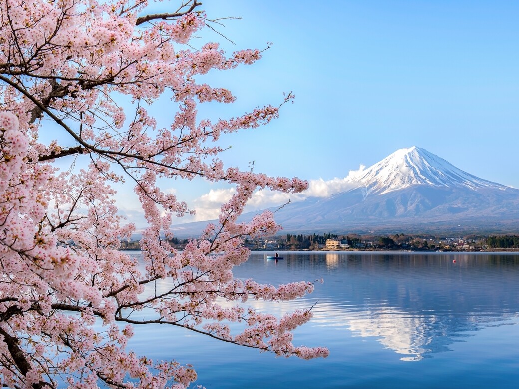 2020日本櫻花情報預測！全國10個絕美賞櫻景點推介