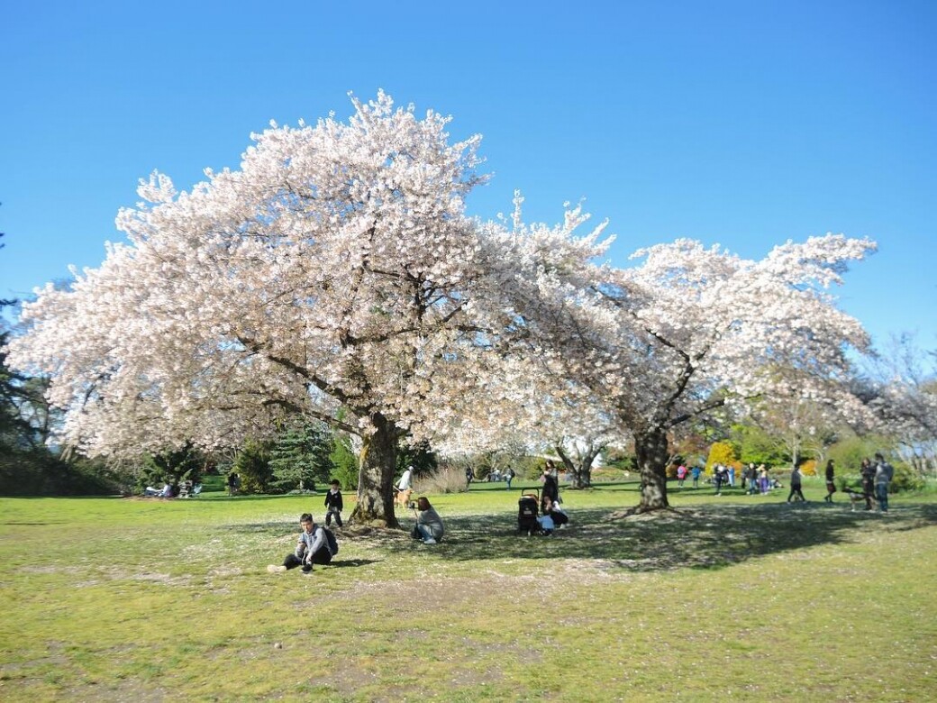 加拿大溫哥華除了日本外，世界各地也有賞櫻的熱點，如歐美櫻花也不可