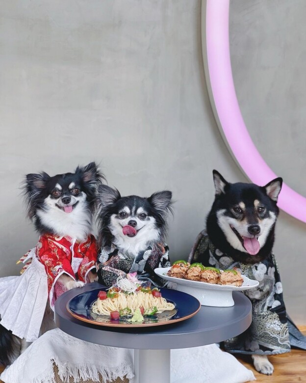 koi是少數設有室外位置的日式餐廳，而且歡迎貓貓和狗狗到場。地址：將軍