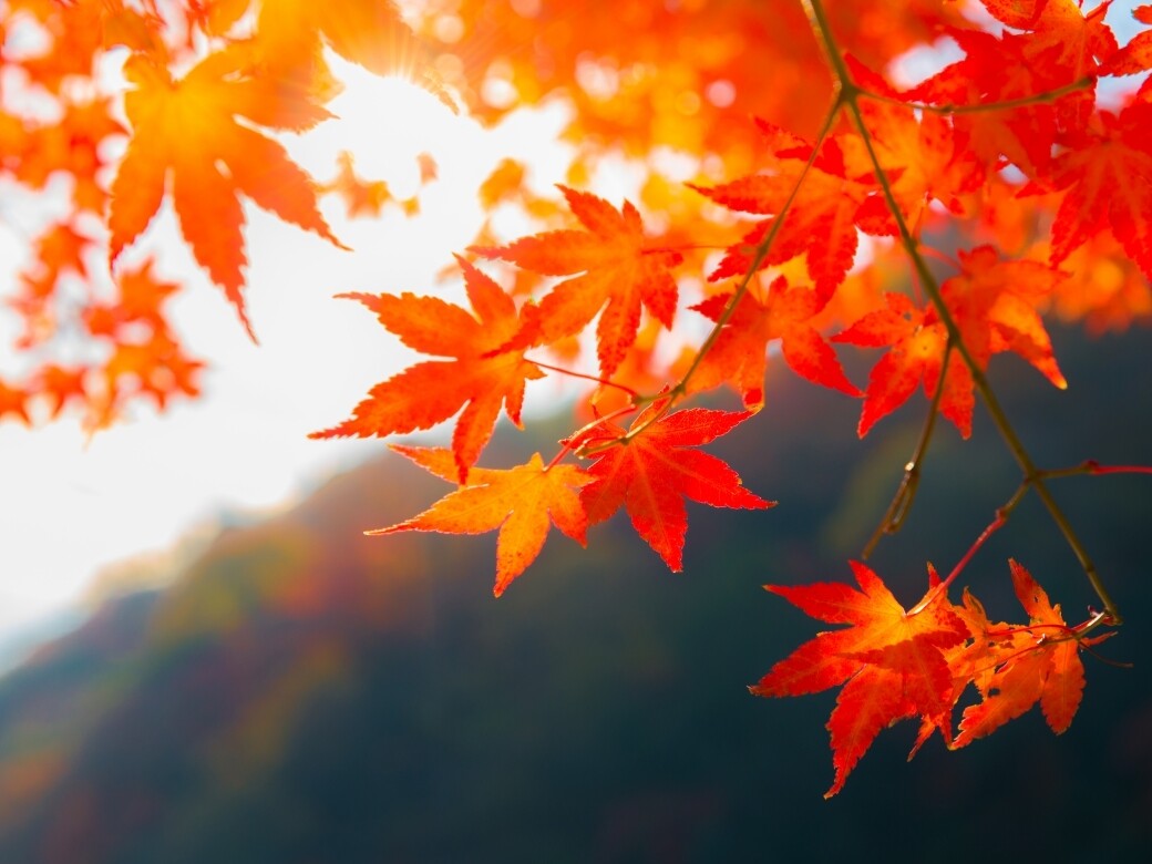 2019日本四國紅葉情報！11個最有原始風味紅葉景點