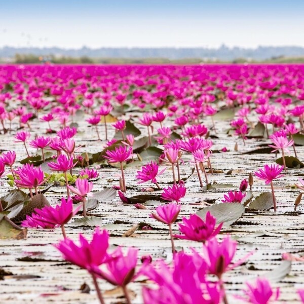 當湖上開滿一片艷麗粉紅色的蓮花