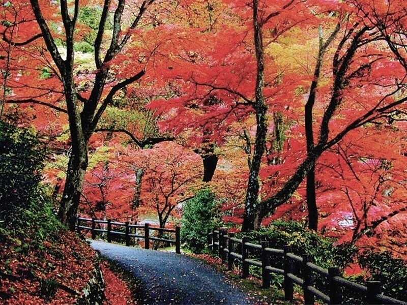 台北最著名的賞紅葉景點一定是陽明山國家公園