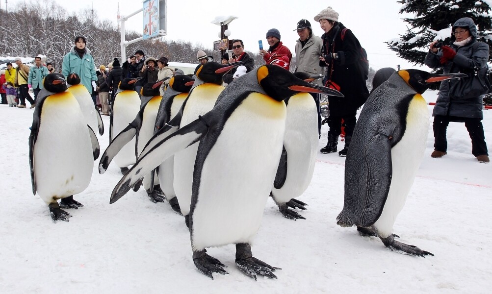 冬季限定企鵝散步