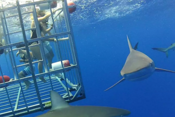 歐胡島鯊魚籠觀鯊體驗