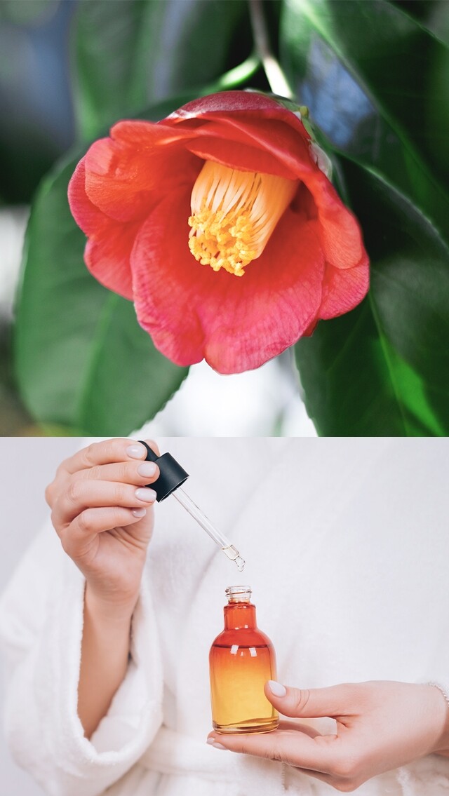 山茶花護膚品10款推薦！有抗衰老及修復肌膚功效！皇室御用護膚成分！