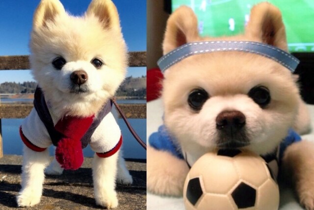 明星狗俊介,SHUNSUKE,松鼠狗,博美犬,日本,離世,寵物