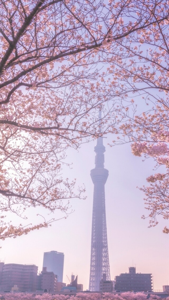 2020日本東京櫻花季！新宿御苑、上野恩賜公園等8個不可不知的最美景點！