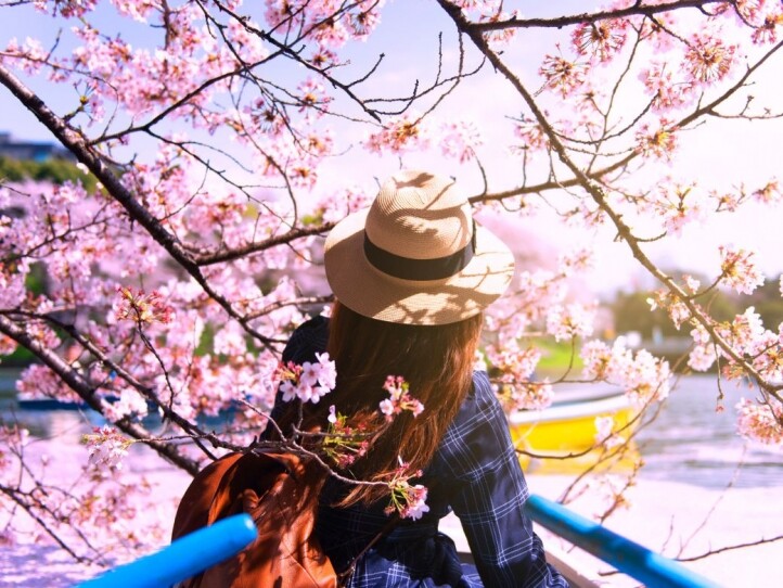 【日本櫻花2024】櫻花季開鑼！最美賞花期、賞櫻地點盤點！
