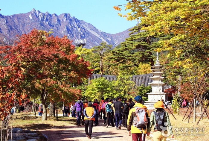 【首爾紅葉2023】韓國楓葉、銀杏葉時間表、最強攻略