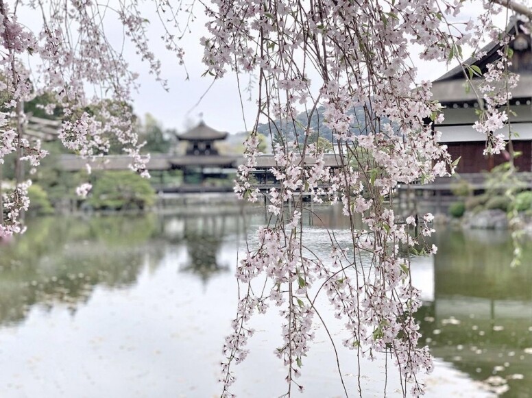 日本賞櫻景點推介：4月京都平安神宮賞垂櫻