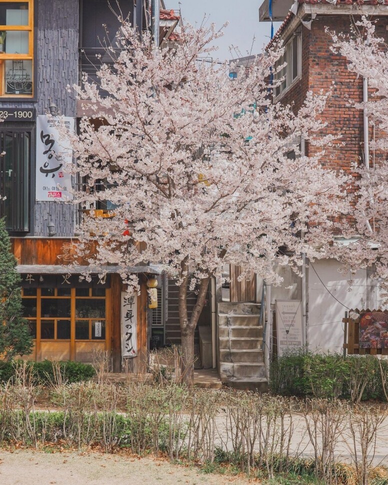韓國賞櫻景點推介：4月在首爾賞櫻