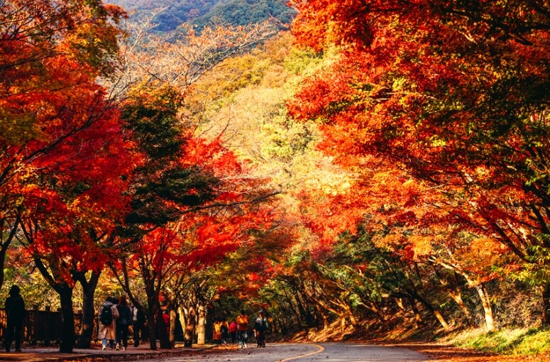 【首爾紅葉2023】韓國楓葉、銀杏葉時間表、最強攻略