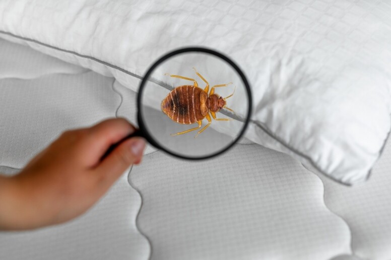 床蝨是甚麼？6個消委會防治床蝨貼士！被床蝨咬舒緩方法推薦