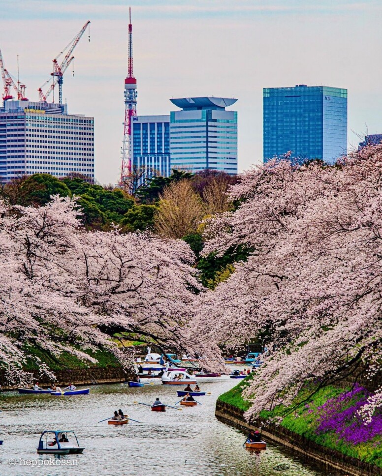 日本賞櫻景點推介：3至4月東京賞染井吉野櫻