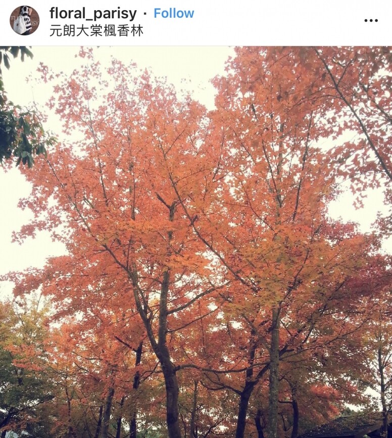 元朗大棠楓香林