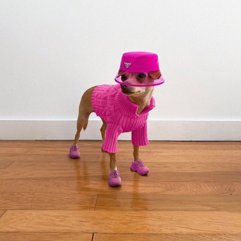 全名為Boobie Billie，是芝娃娃混格力犬，Instagram帳戶建於2019年7月，一直喜歡穿着大膽