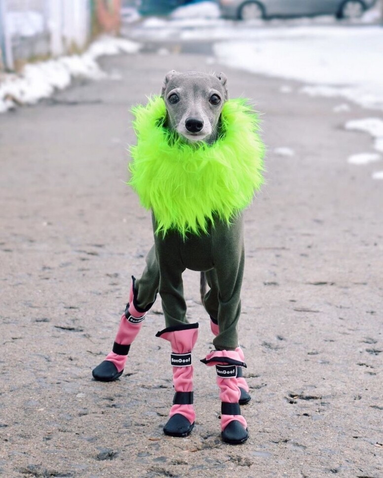 這隻格力犬（女）在2016年2月開設Instagram帳戶，至2019年粉絲數目開始激增。Tika從寵