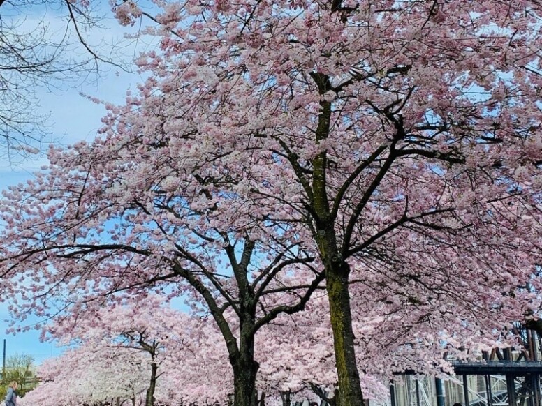 位於公園內的日本美國歷史廣場種植了一百棵櫻花樹