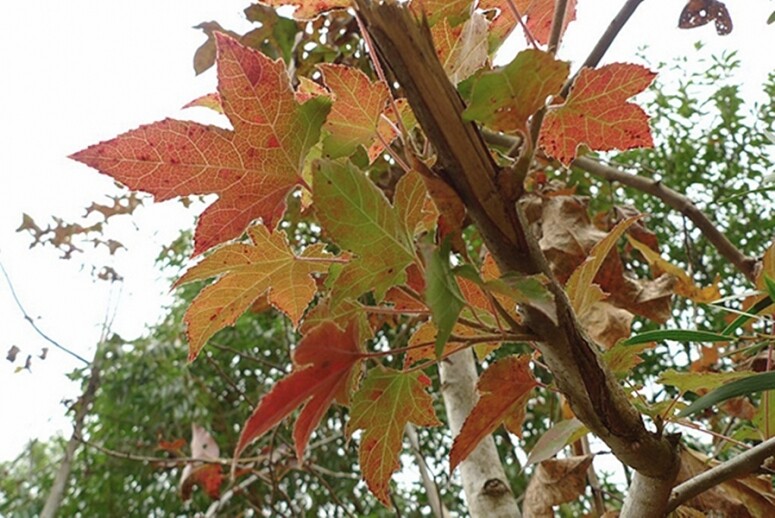 城門水塘 香港 紅葉 打卡 好去處