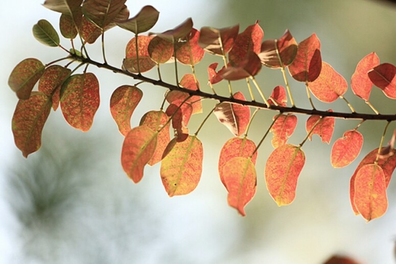 城門水塘 香港 紅葉 打卡 好去處