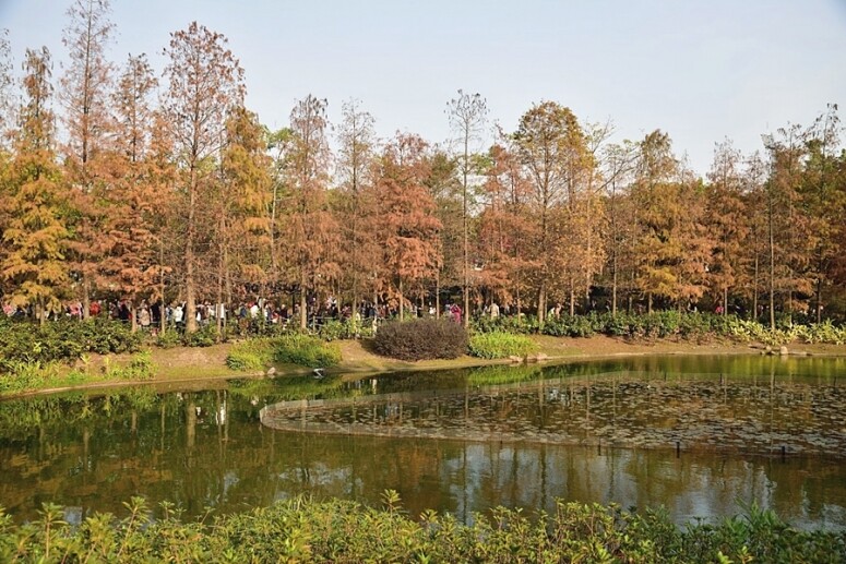 青衣公園 香港 紅葉 打卡 好去處