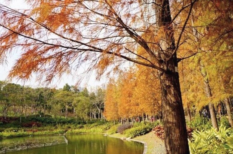 青衣公園 香港 紅葉 打卡 好去處