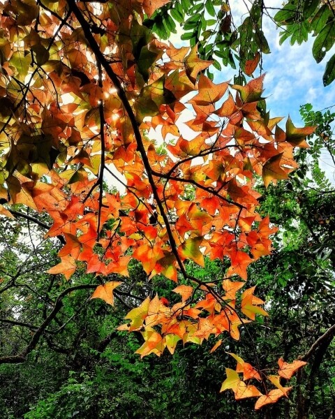 烏蛟騰 香港 紅葉 打卡 好去處