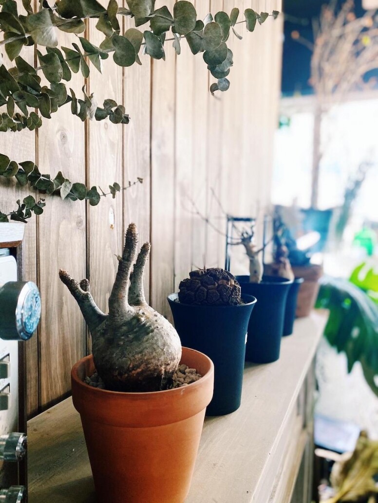 IP:香港濕度偏高,一般來說在通風的情況底下,大部份的塊根植物都比較 IP:香港濕度偏高,一般來說在通風的情況底下,大部份的塊根植物都比較