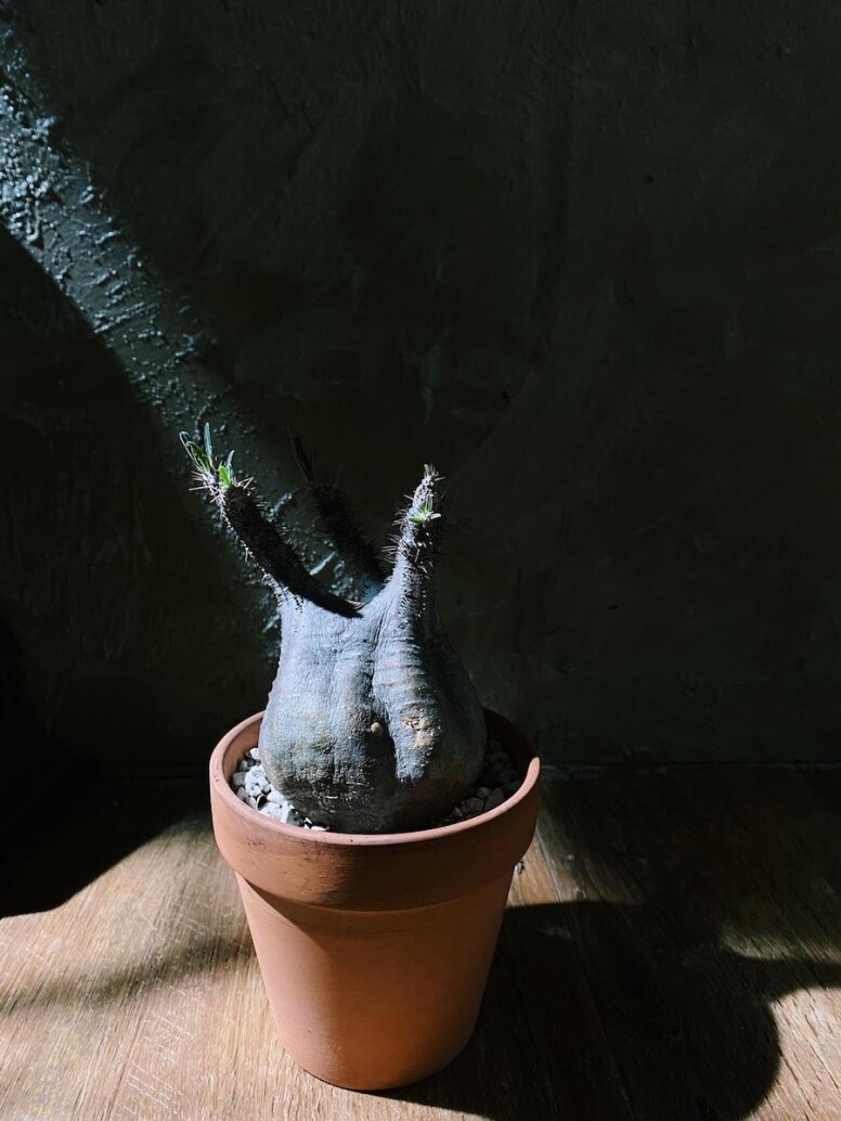 IP：塊根比起其他植物，更不會惹蚊。因為種植塊根的泥土比較偏向顆粒狀