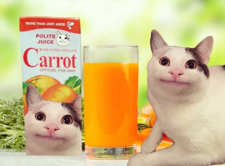 IG Instagram Cat cute 貓 貓咪 可愛 Polite Cat