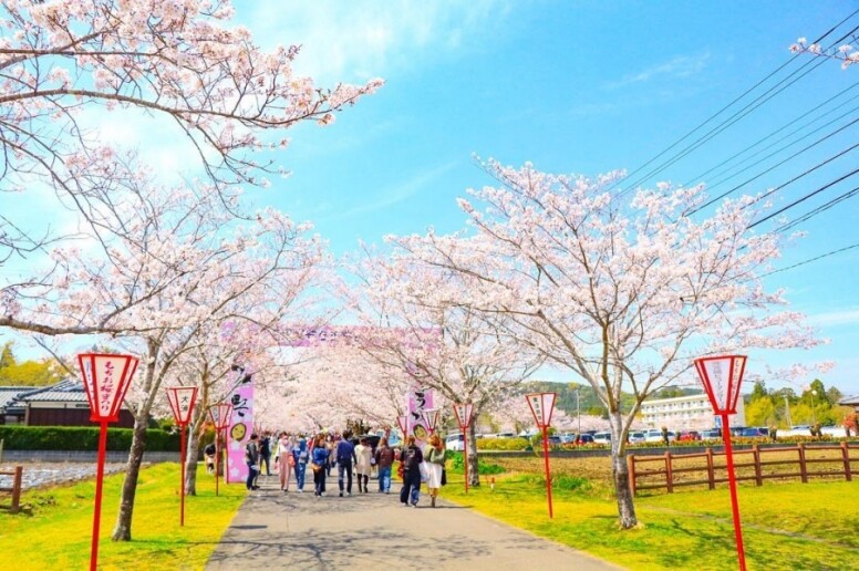 於九州的宮崎，最大規模的賞櫻景點