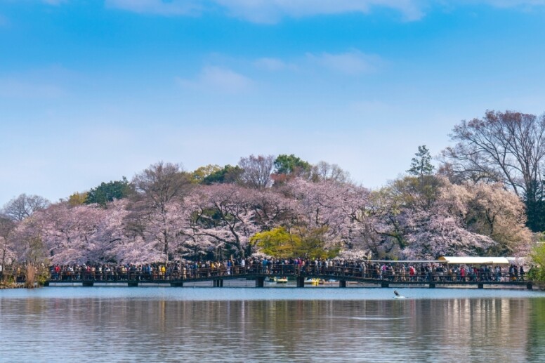 每年三、四月，全日本大熱的賞櫻名所