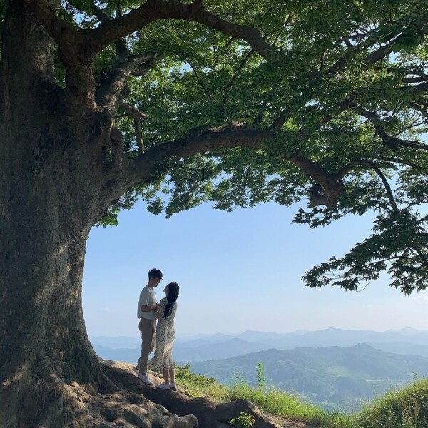 聖興山城愛情樹是棵400歲的櫸樹
