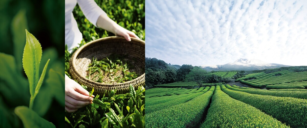 當中的專利珍罕綠茶高效抗氧成分AbsoluTea™，是來自品牌於濟州的自家道順綠